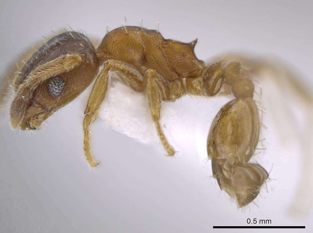 Imagem de Pheidole constipata Wheeler 1908