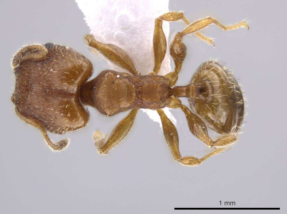 Imagem de Pheidole constipata Wheeler 1908