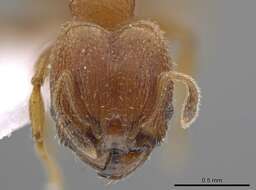 Imagem de Pheidole constipata Wheeler 1908