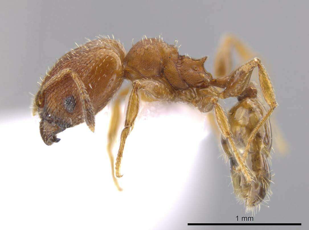 Imagem de Pheidole constipata Wheeler 1908