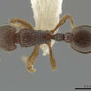 Image of <i>Rogeria leptonana</i>