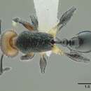 Image of <i>Temnothorax splendens</i>