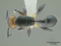 Image of <i>Temnothorax splendens</i>