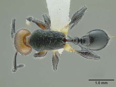 Image de <i>Temnothorax splendens</i>