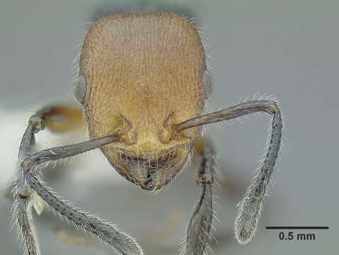 Image de <i>Temnothorax splendens</i>