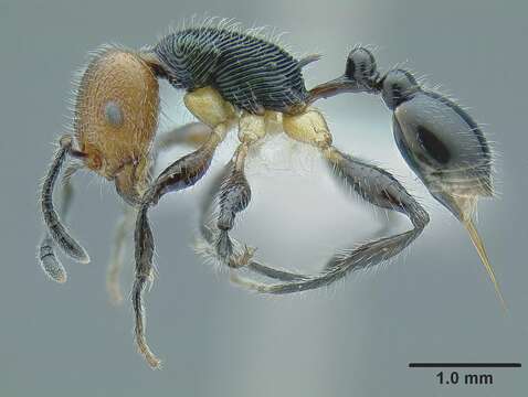 Image de <i>Temnothorax splendens</i>