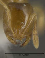 Image of Thief Ant