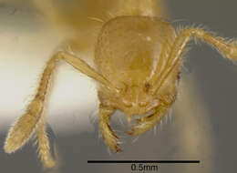 Image of Solenopsis striata