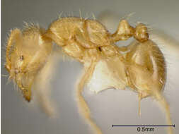 Image of Solenopsis striata