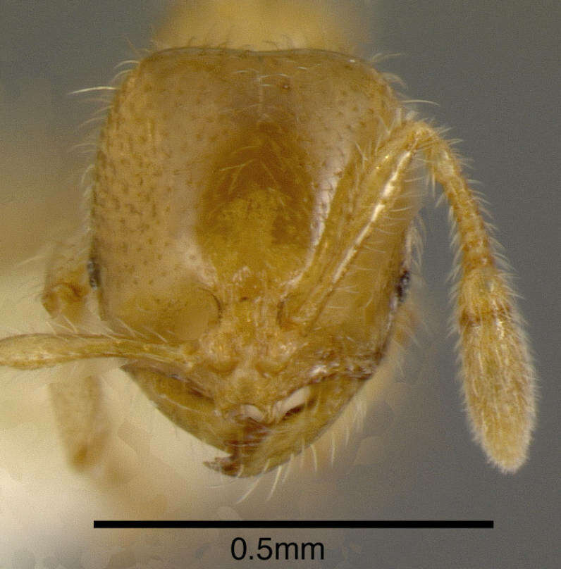 Image of Solenopsis striata