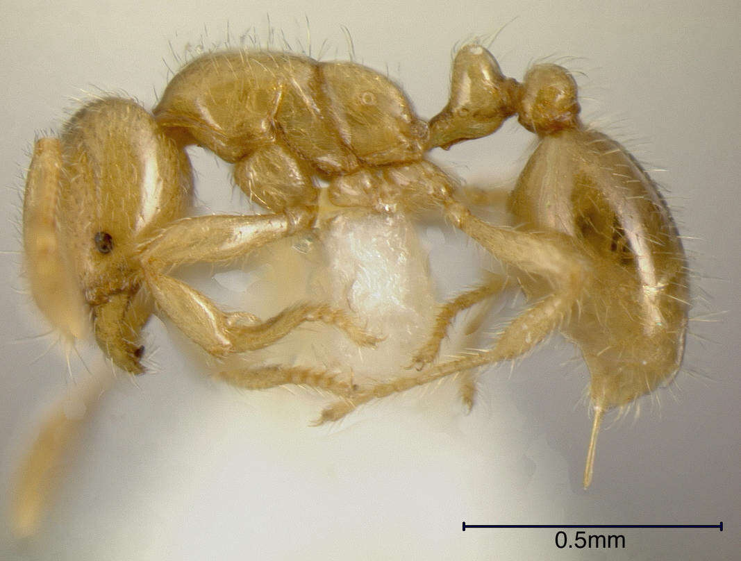 Image of Solenopsis striata