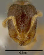 صورة <i>Solenopsis vinsoni</i> Pacheco & Mackay 2013