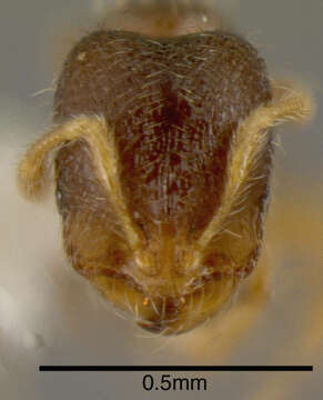 Image of <i>Solenopsis vinsoni</i> Pacheco & Mackay 2013