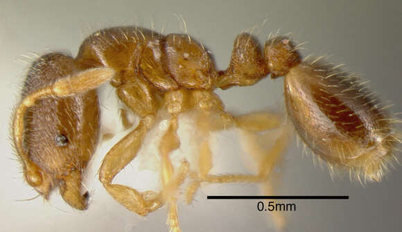 Image of <i>Solenopsis vinsoni</i> Pacheco & Mackay 2013