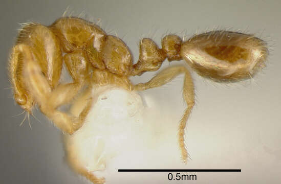 Image of <i>Solenopsis vinsoni</i> Pacheco & Mackay 2013