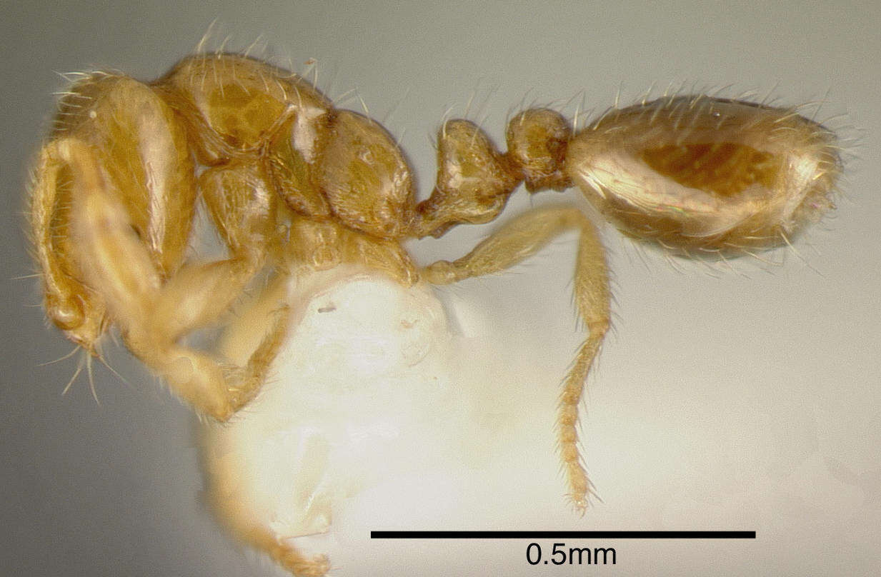 صورة <i>Solenopsis vinsoni</i> Pacheco & Mackay 2013