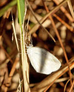 Image of Barred Yellow