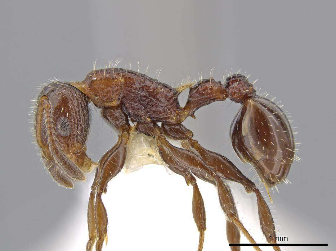 Image of Nesomyrmex