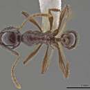 Image of Pheidole hecate Wheeler 1911