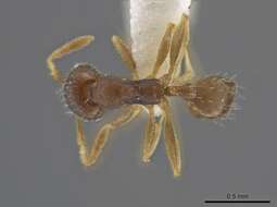 Image of <i>Pheidole jamaicensis</i>