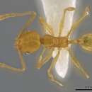 Pheidole meinerti Forel 1905的圖片