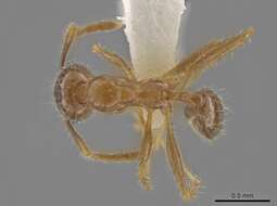 Image of Pheidole porcula Wheeler 1908