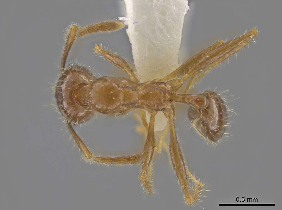 Image of Pheidole porcula Wheeler 1908