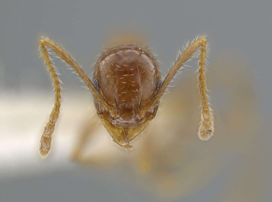 Image of Pheidole porcula Wheeler 1908