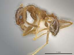 Image of Pheidole porcula Wheeler 1908