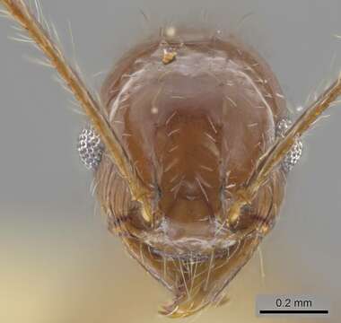 Image of <i>Pheidole sicaria</i>