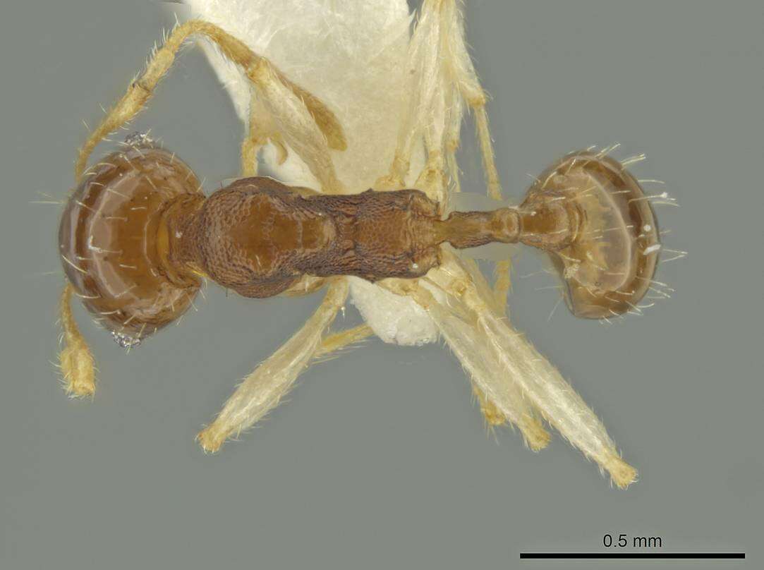 Image of Pheidole stomachosa