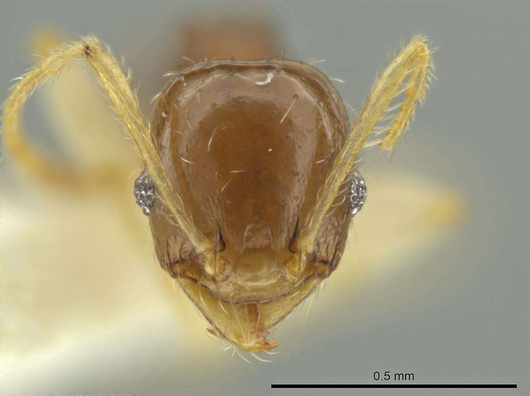 Image of Pheidole stomachosa
