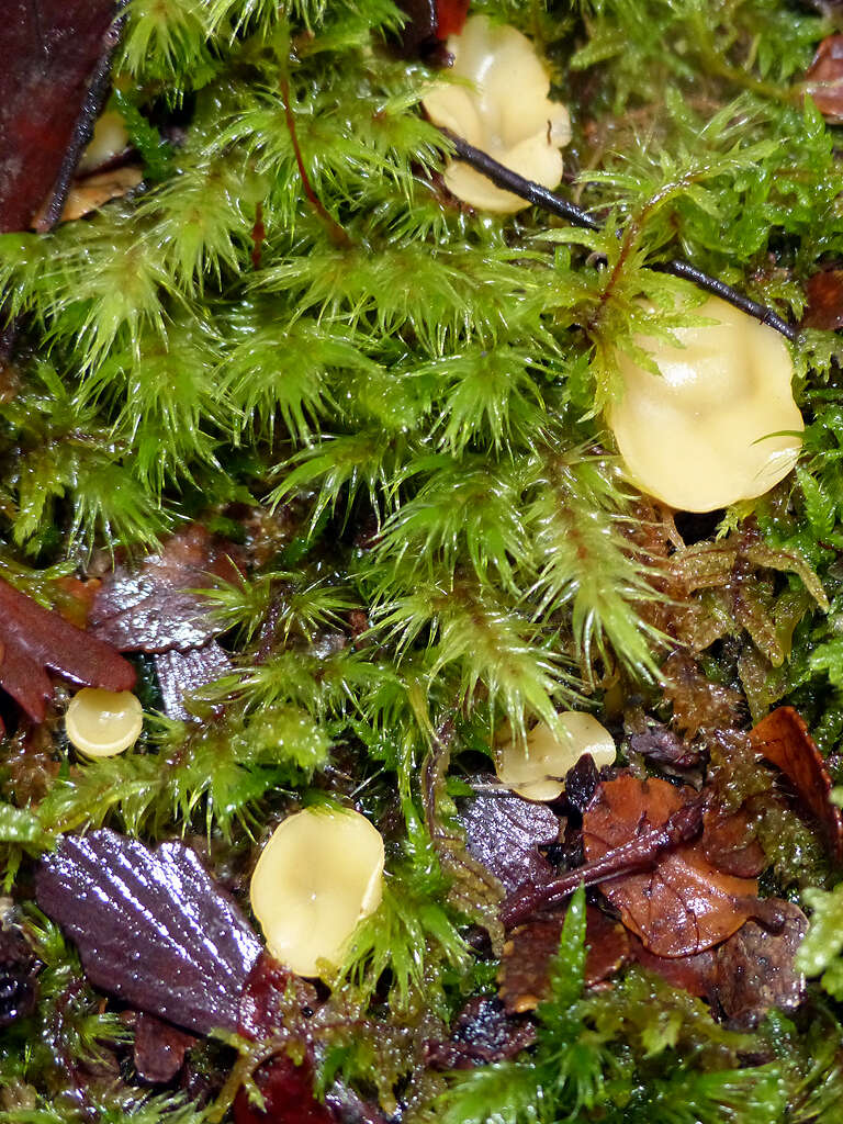 Image of Phaeohelotium baileyanum Baral & R. Galán 2013