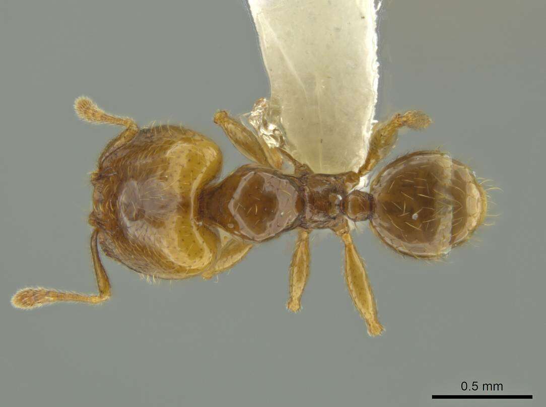 Image of Pheidole kasparii