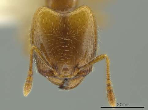 Image of Pheidole kasparii