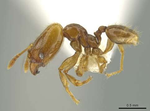 Image of Pheidole kasparii