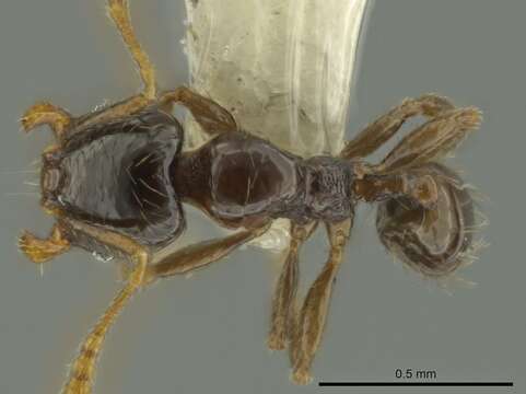 Image of Pheidole kasparii