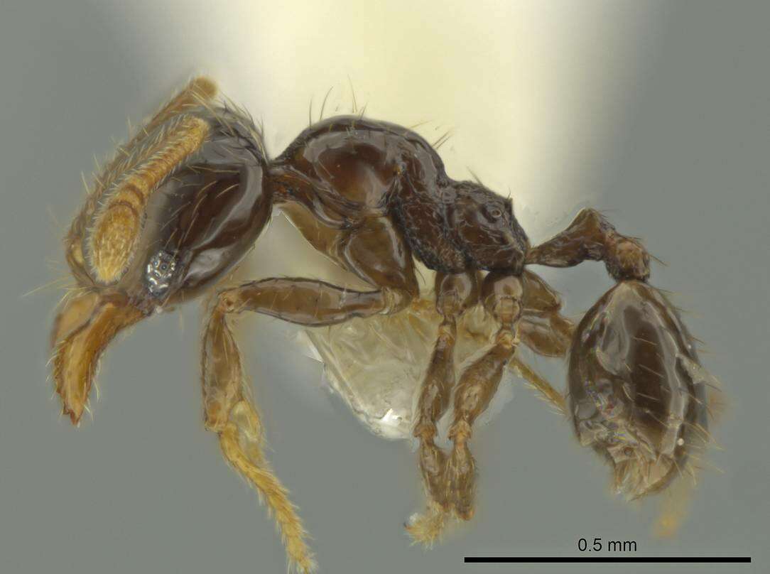 Image of Pheidole kasparii