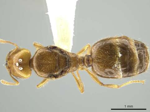 Image of Pheidole kasparii