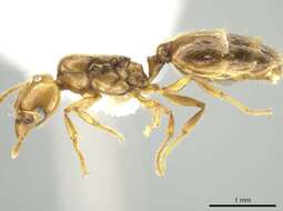 Image of Pheidole kasparii