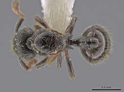 Image of Adelomyrmex laevigatus