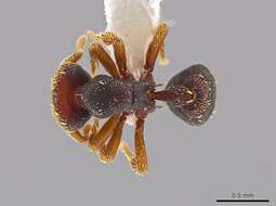 صورة <i>Eurhopalothrix semicapillum</i>