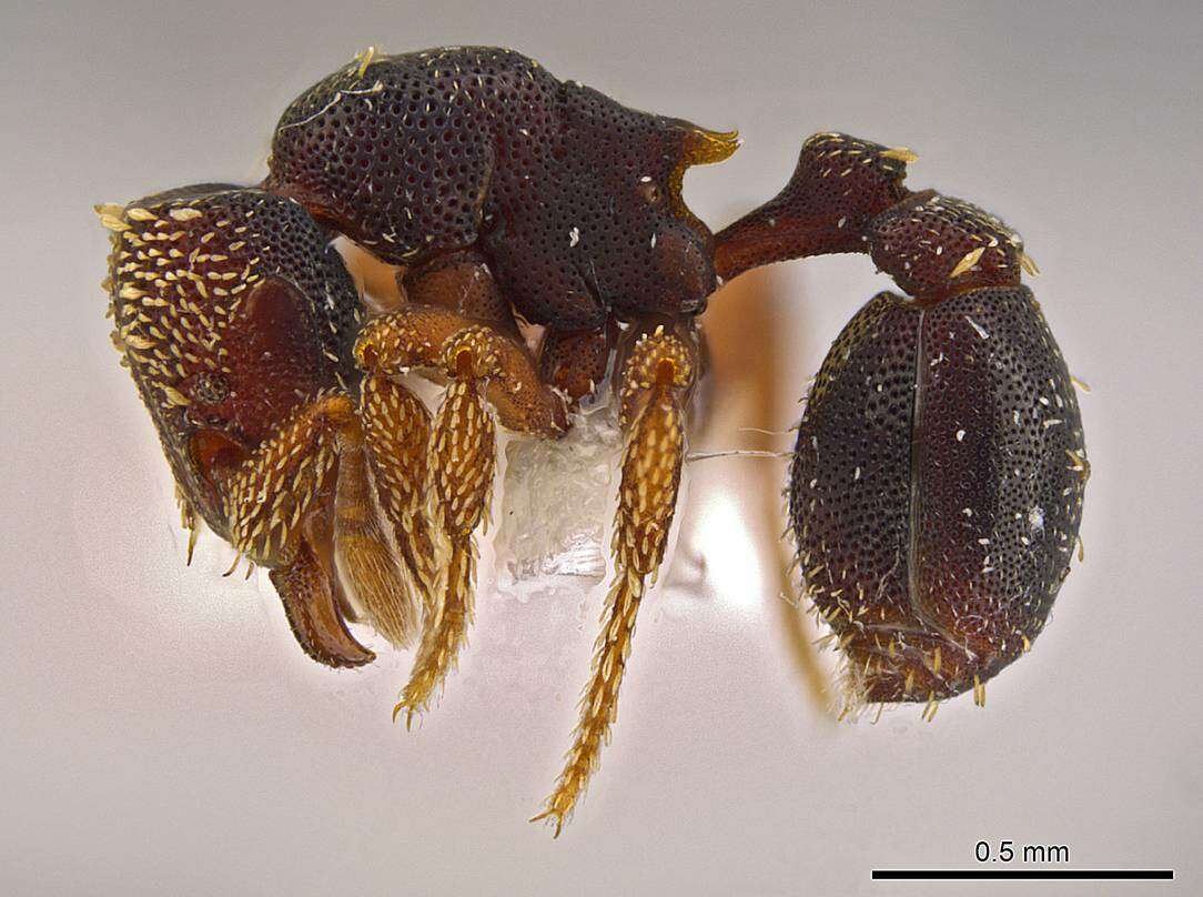 صورة <i>Eurhopalothrix semicapillum</i>