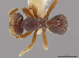 صورة <i>Eurhopalothrix semicapillum</i>