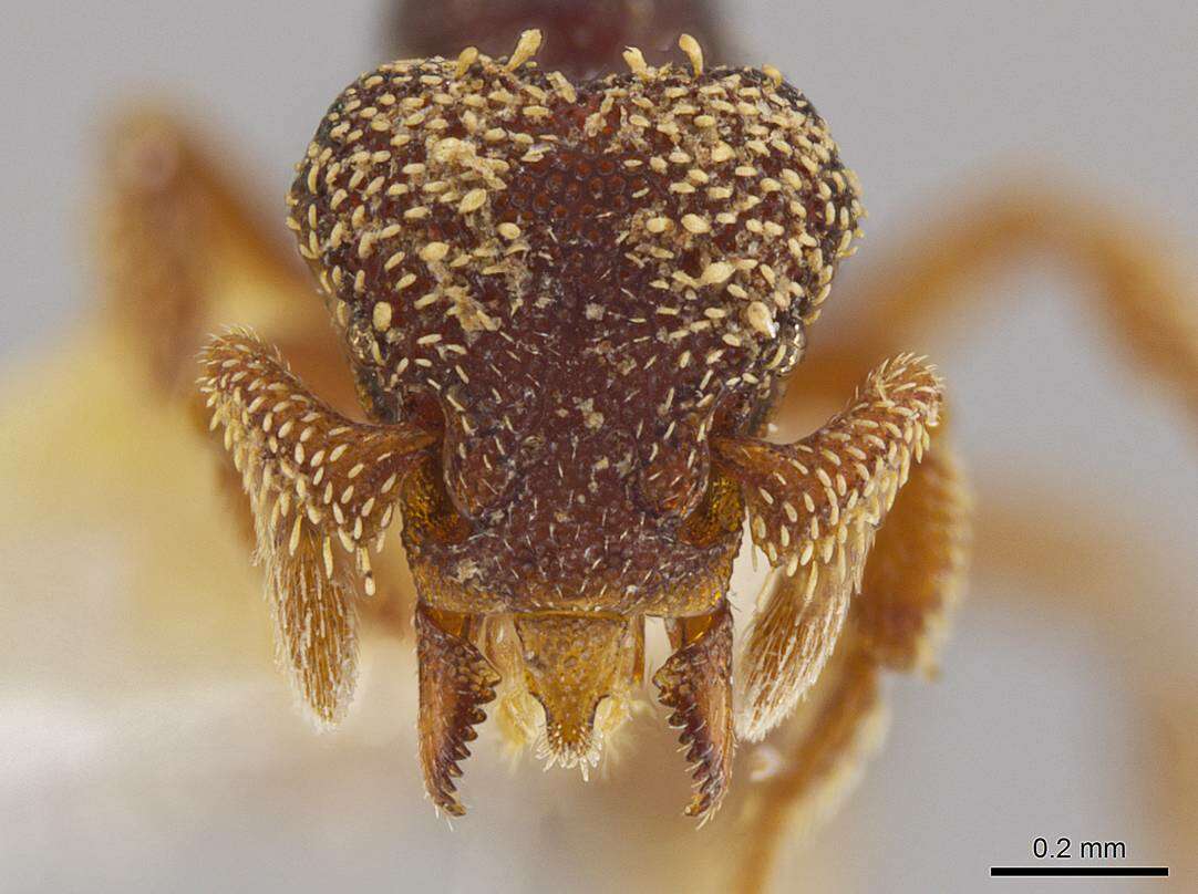 صورة <i>Eurhopalothrix semicapillum</i>