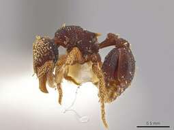 صورة <i>Eurhopalothrix semicapillum</i>