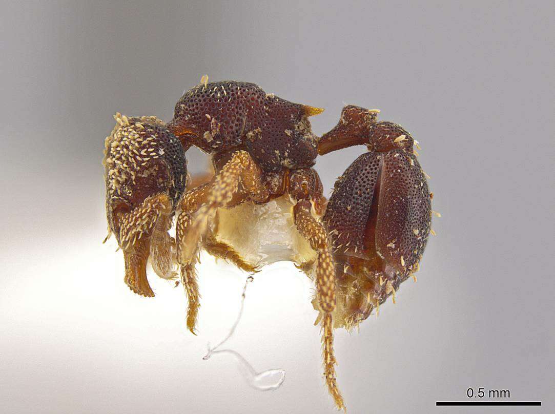 صورة <i>Eurhopalothrix semicapillum</i>