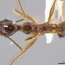 Imagem de <i>Pheidole araneoides</i>