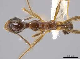 Imagem de <i>Pheidole araneoides</i>