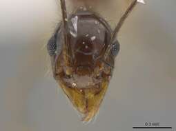 Image of <i>Pheidole araneoides</i>